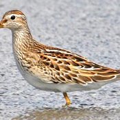 Sharp-tailed Sandpiper